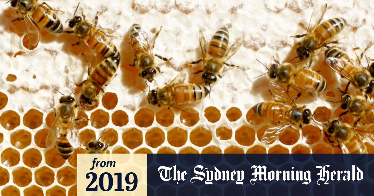 Honey prices to climb as supply dries up